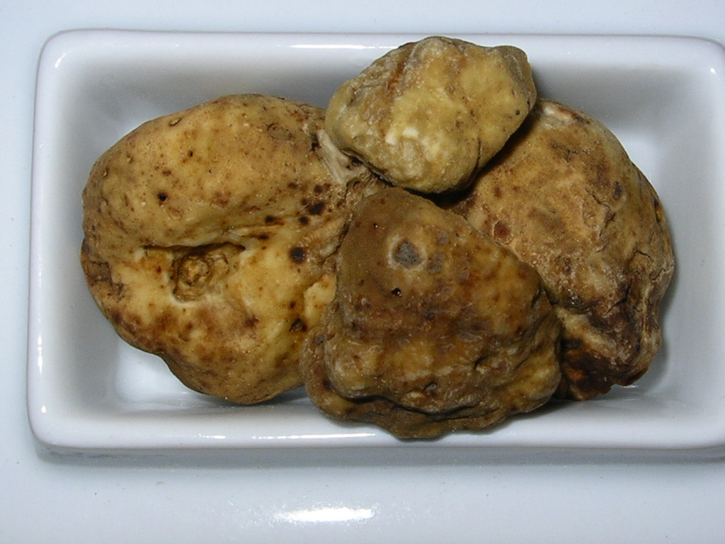 T. Magnatum Pico