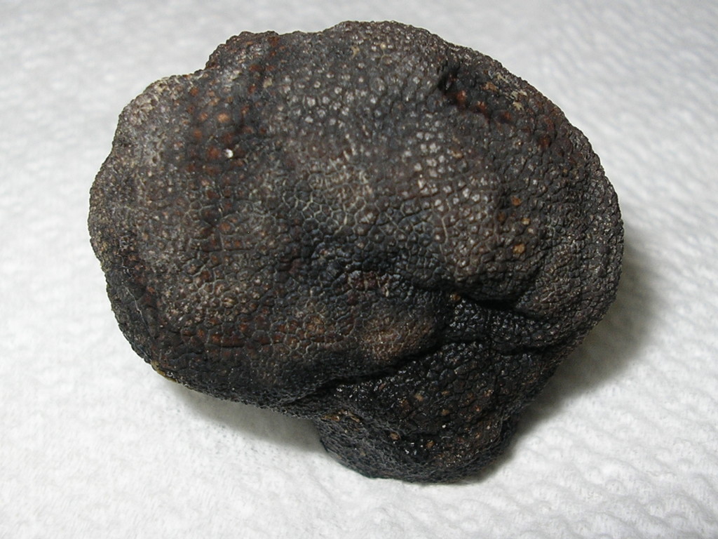 T. MACROSPORUM (Nero Liscio)
