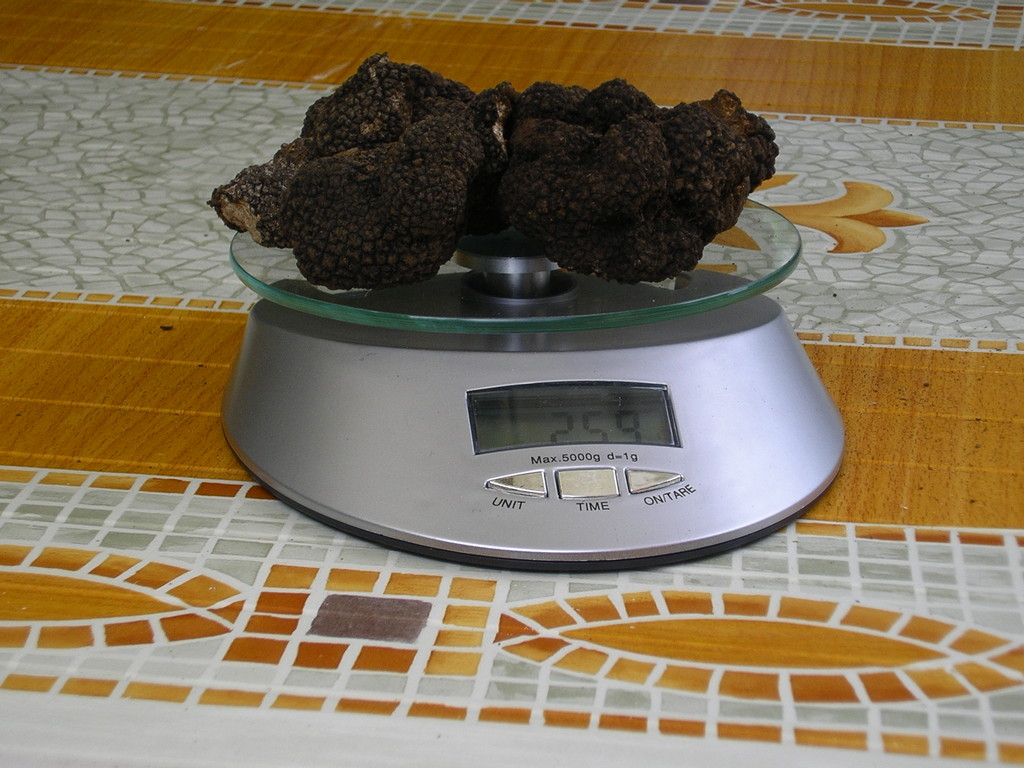 T. Aestivum Vitt.