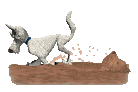 cane da tartufi