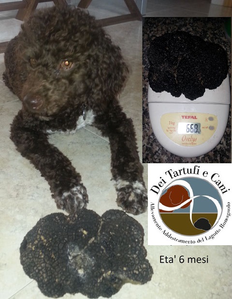 Lagotto Cucciolo Carattere dei tartufiecani.it