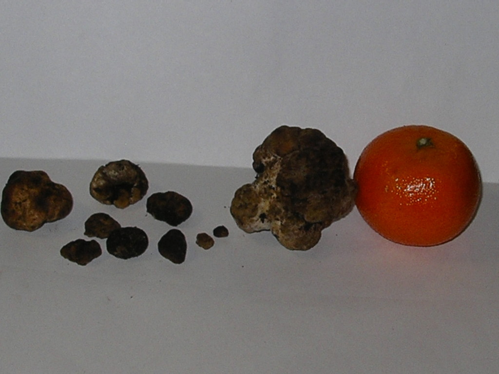 T. Borchii Vitt.