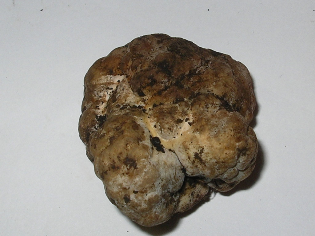 T. Borchii Vitt.