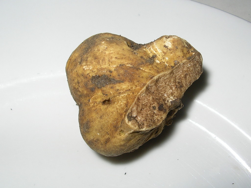 T. Magnatum Pico