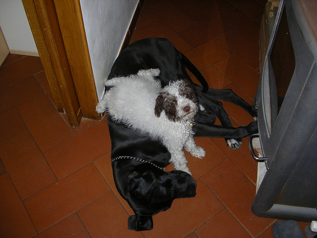 Rocky a Cavallo di Lola