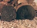 Cane da Tartufo