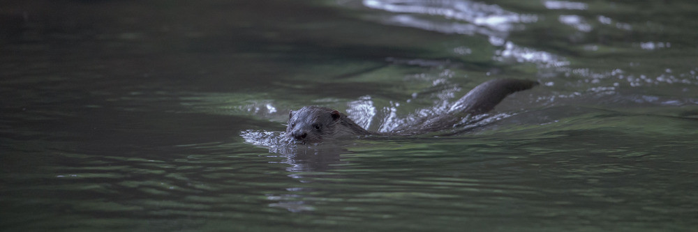 Danke an Heiko Anders für dieses Wildlivefoto eines Otters aus der Dahlener Heide, http://www.andersfotografiert.com