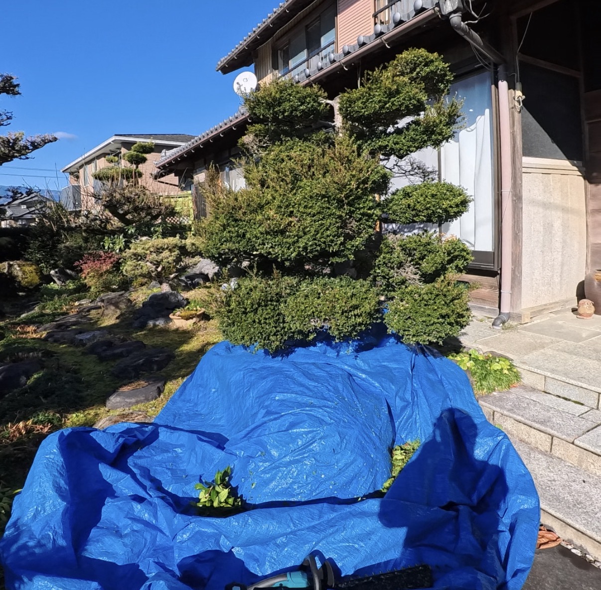 剪定作業 大野町 I様 作業前