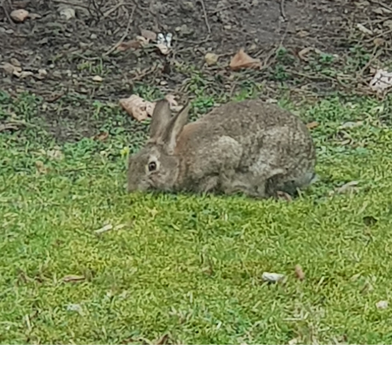 April 2023 | Osterhase | Foto © Ursula Kelm