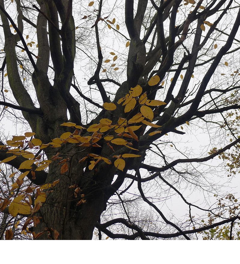 Oktober 2025 | Herbst | Foto © Ursula Kelm