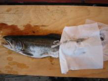 剥製の魚の保存、手順１