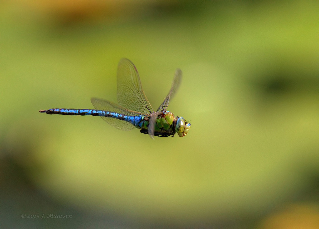 Grote keizerlibel in vlucht - Emperor in flight.