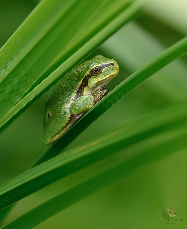 Boomkikker - European treefrog.