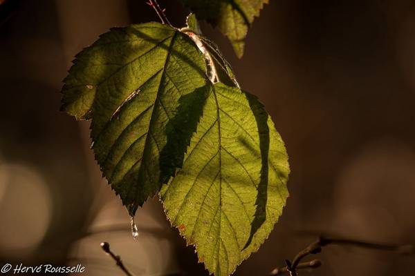 Rou-her-0506