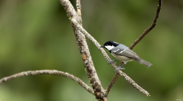 Mésange noire Oog-joh-0188