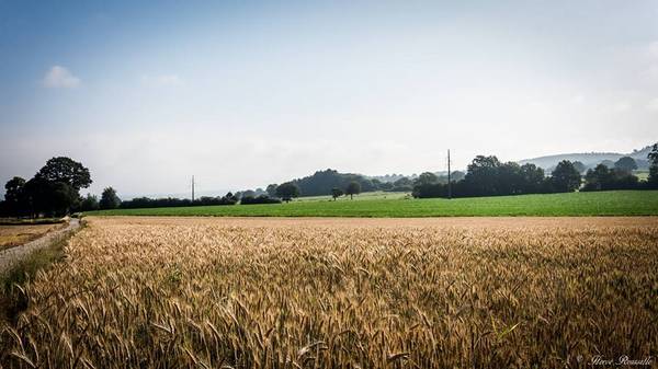 Rou-her-0536