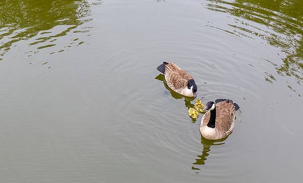 Oog-joh-0669