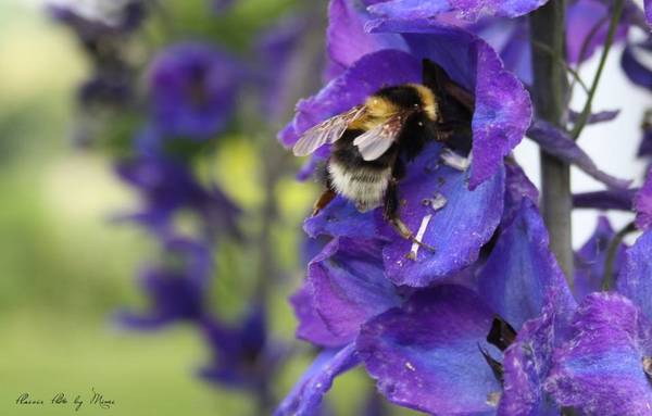 Bee-dom-0160