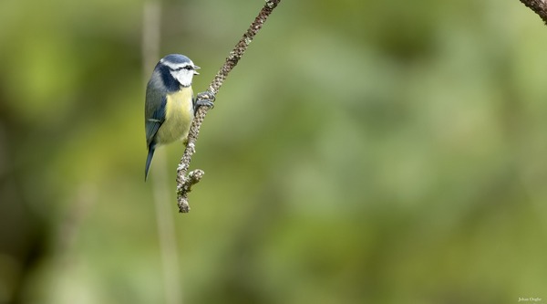 Mésange bleue Oog-joh-0186