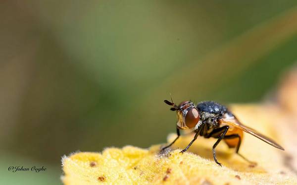 Oog-joh-0401