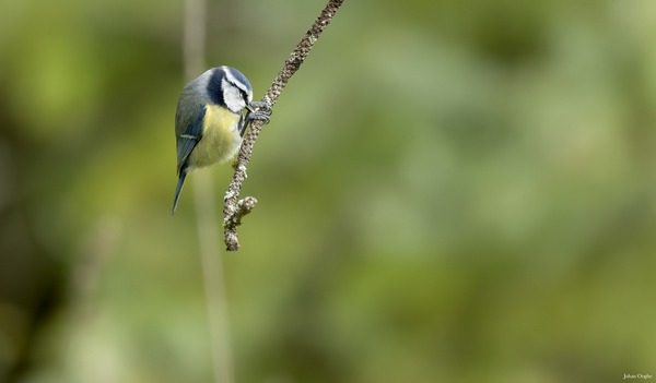 Mésange bleue Oog-joh-0185