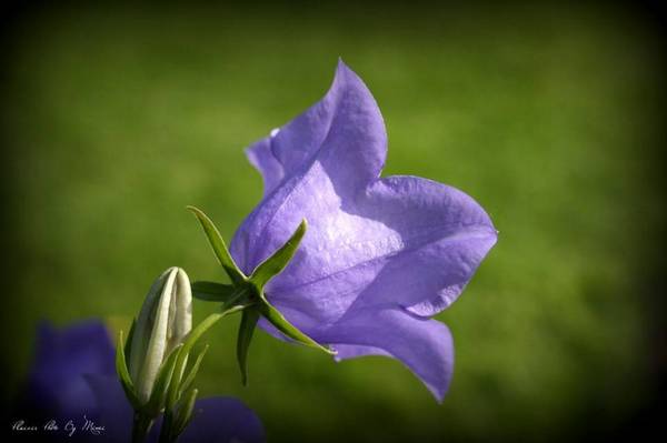 Campanule -  Bee-dom-0144