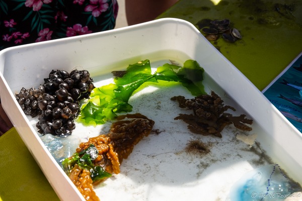 Rou-her-0824