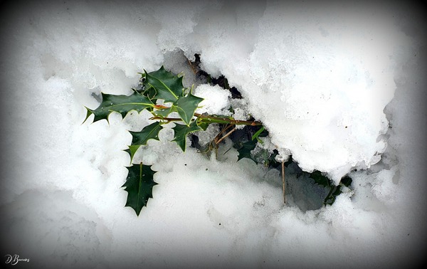 Bee-dom-0865
