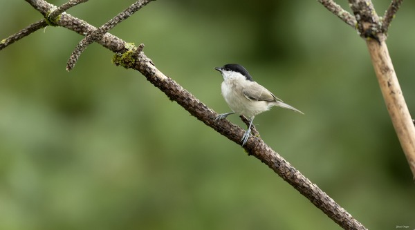 Mésange nonnette Oog-joh-0189