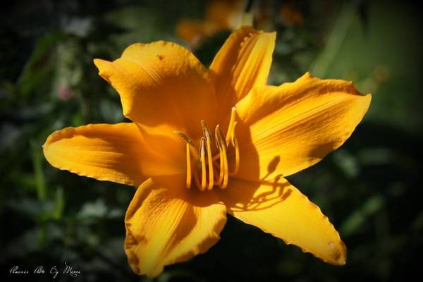 Lys Bee-dom-0143