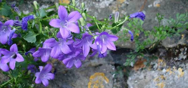 Campanule - Bee-dom-0140