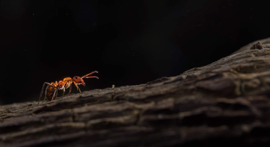 Macro
