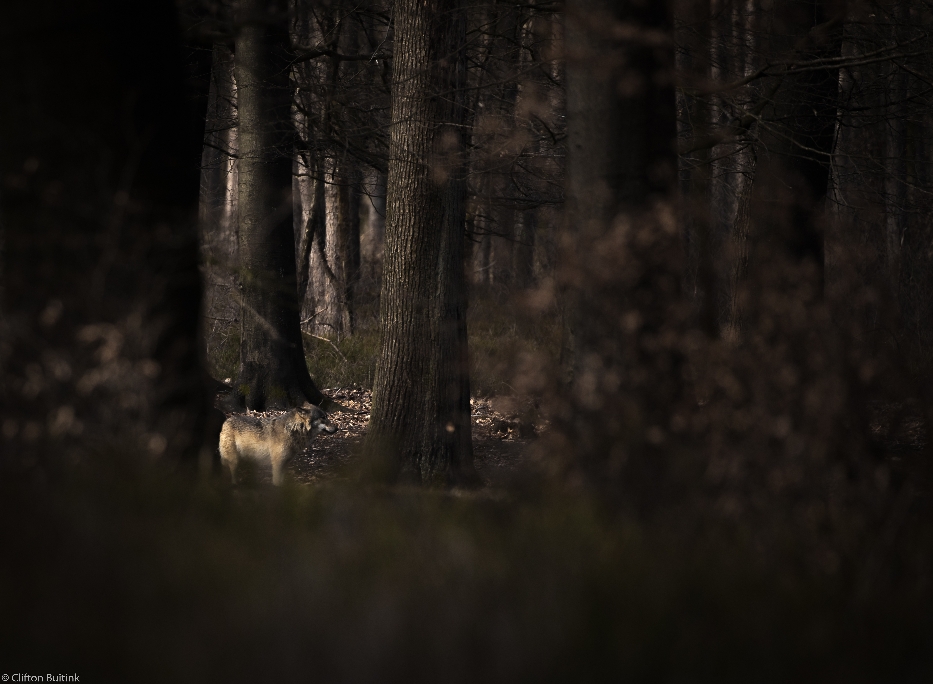 De wolf 