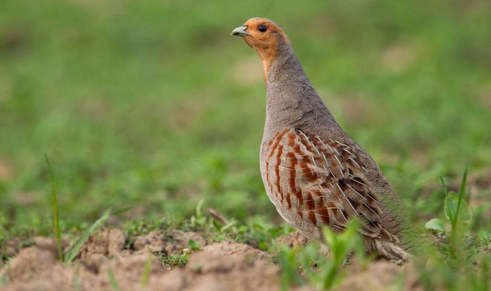 Rebhühner werden leider immer seltener (Foto: NABU/Jan Piecha)