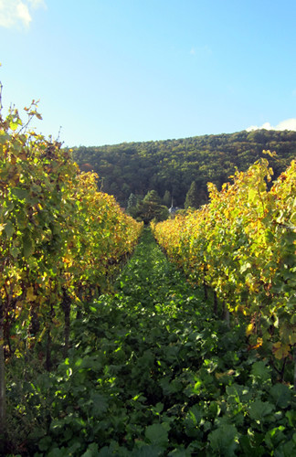 Weinreben in Haardt