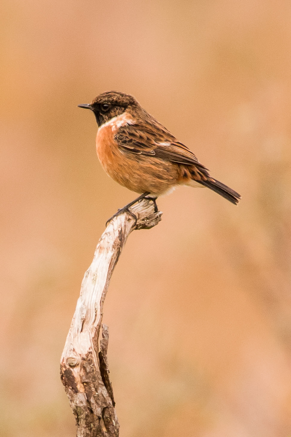 Roodborst tapuit,