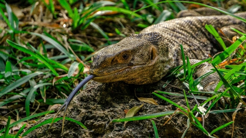 Nile Monitor-Kenya