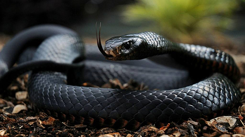 Black Mamba-Kenya