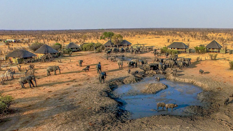 African Savannah