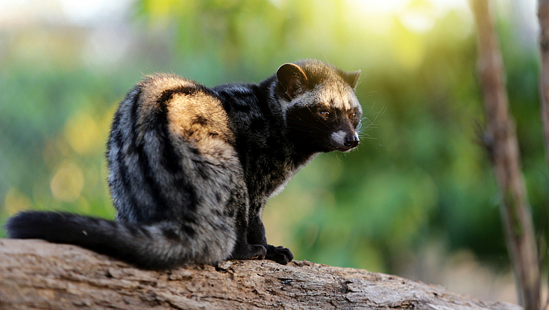 African Civet-Kenya