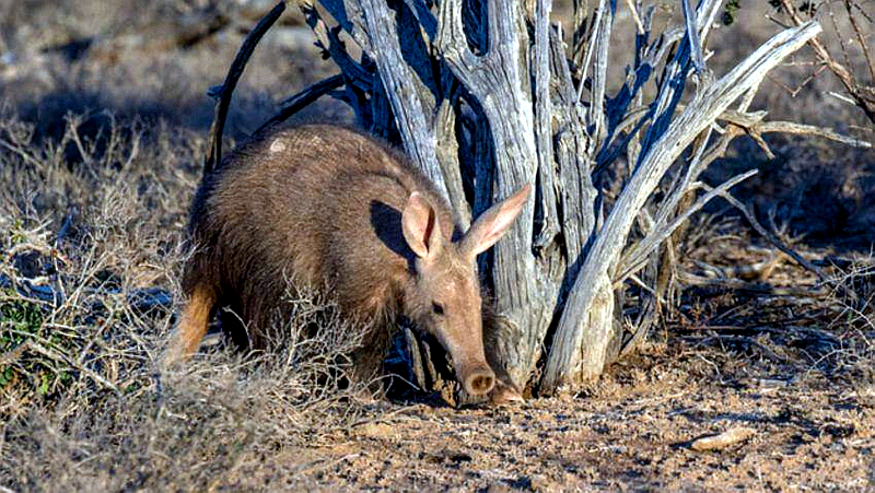 Aardvark-Kenya