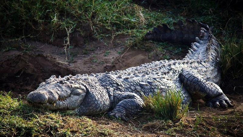 Nile Crocodile-Kenya