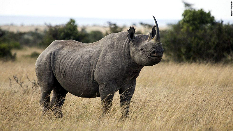 Black Rhino-Kenya