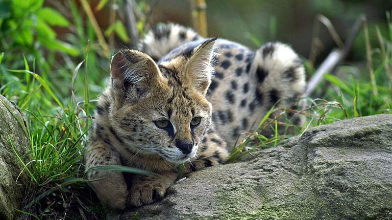 Serval Cat-Kenya