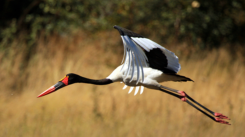 Saddle Billed Stork-Kenya