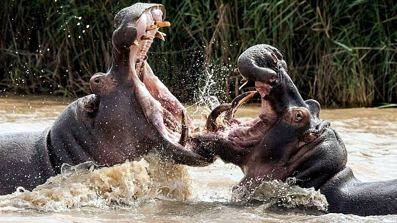 Hippos-Kenya