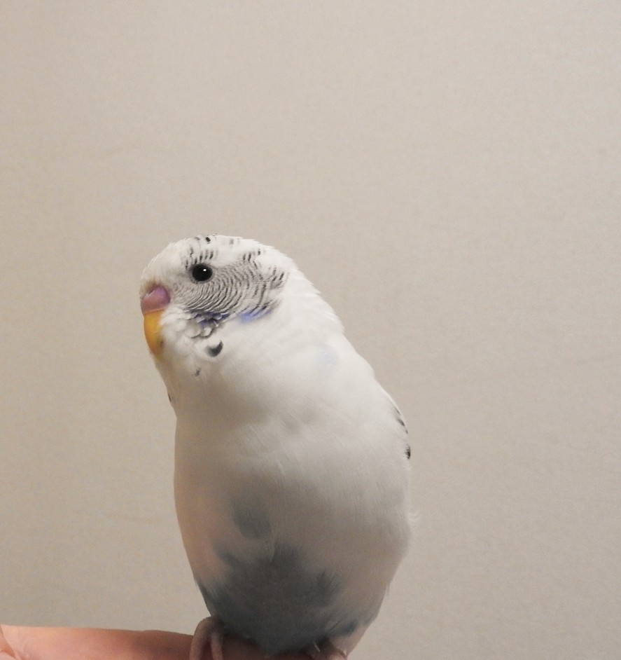 日本語を毎日覚えてたくさんおしゃべりしています🦜  ほっぺのハートマークがチャームポイントです。  握手というと足をちょんっと手にタッチしてくれます♪  ほっぺを触ってもらったり、肩や指でのんびりしたり、仰向けになって転がるのが大好きな子です🕊️  