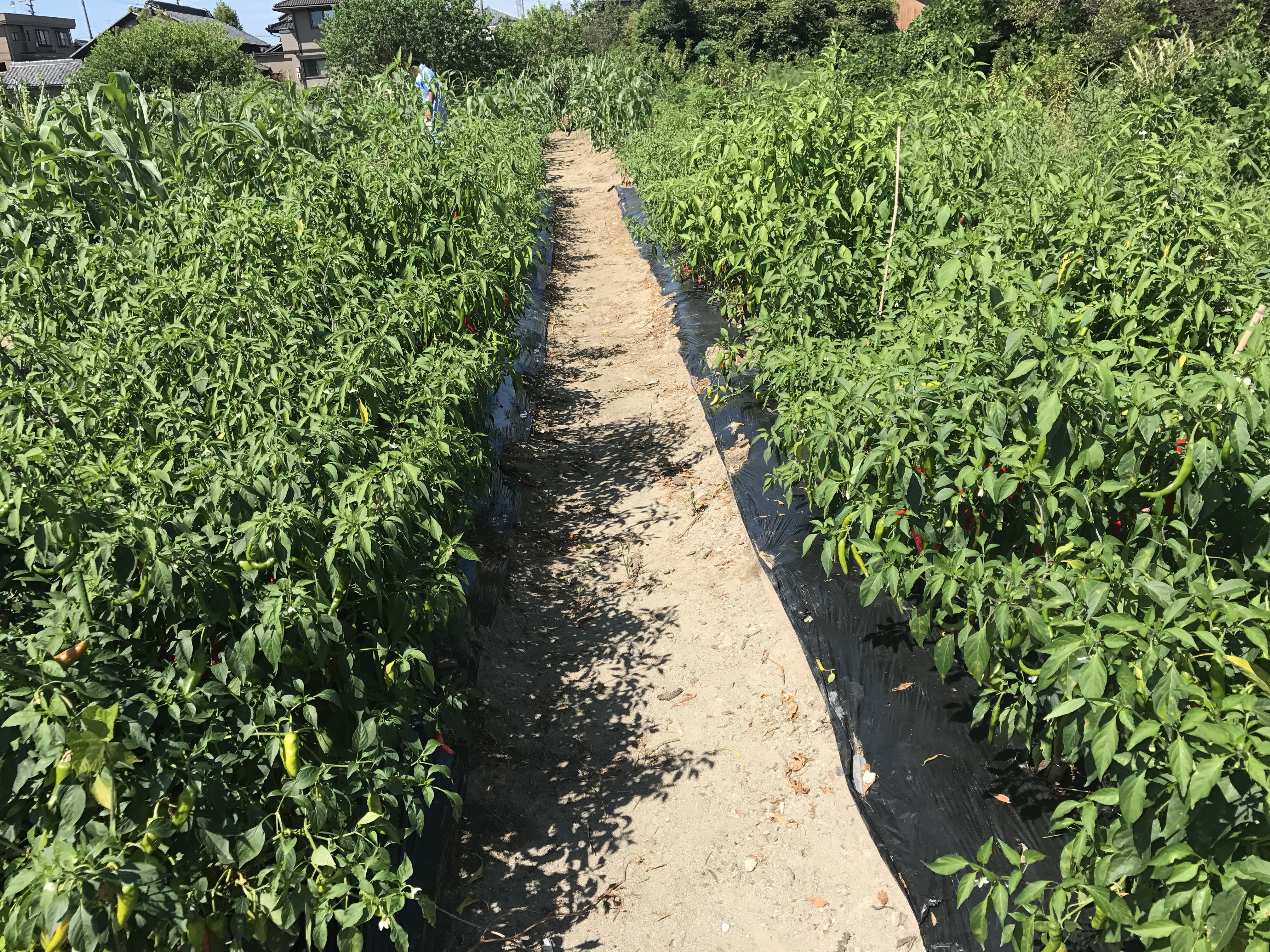 名古屋でお米・野菜を自然栽培 - ぽかぽかファーム/ぽかぽか自然農園 名古屋でお米・野菜を自然栽培 - ぽかぽかファーム/ぽかぽか自然農園