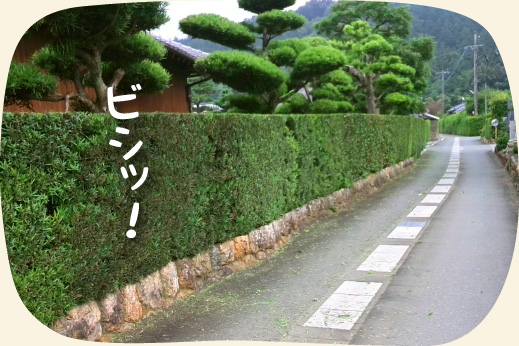 庭木の剪定や刈込み 浜松 湖西 磐田 豊橋 門西造園 庭木の剪定や刈込み 浜松 湖西 磐田 豊橋 門西造園