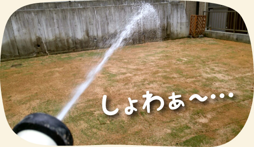 庭の芝生張り 張り替え工事 浜松 湖西 磐田 豊橋 門西造園